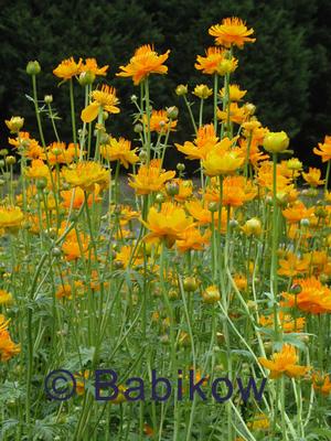 trollius chi 39 golden queen 39 globe flower from babikow download form login