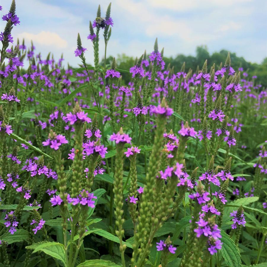 Verbena hastata - American Blue Vervain from Babikow Wholesale Nursery