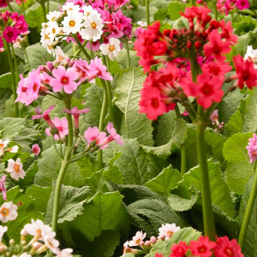 Primula japonica - Primrose from Babikow Wholesale Nursery