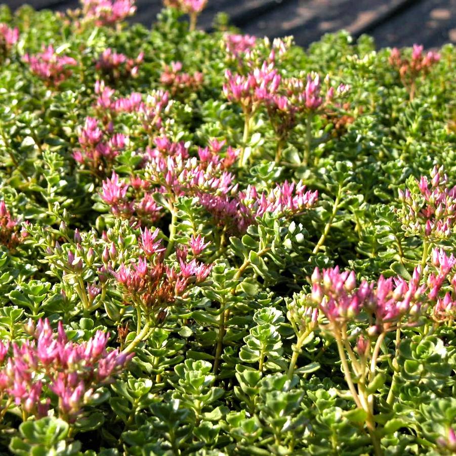 Sedum spu. 'John Creech' Stonecrop from Babikow