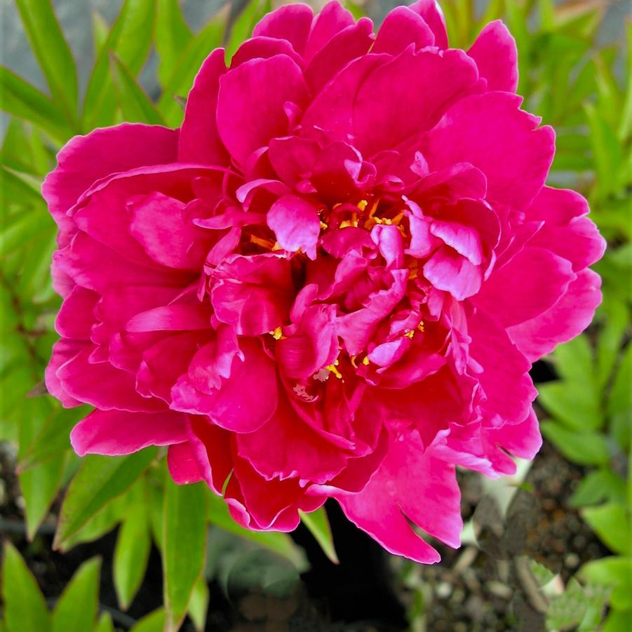 Paeonia 'Karl Rosenfeld' - Peony from Babikow Wholesale Nursery