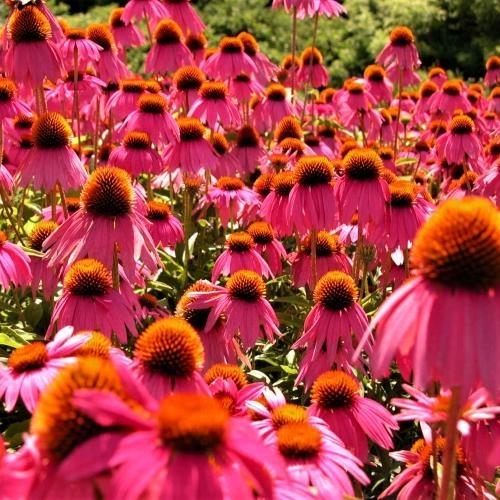 Echinacea 'Kim's Knee High' Purple Coneflower from Babikow Wholesale