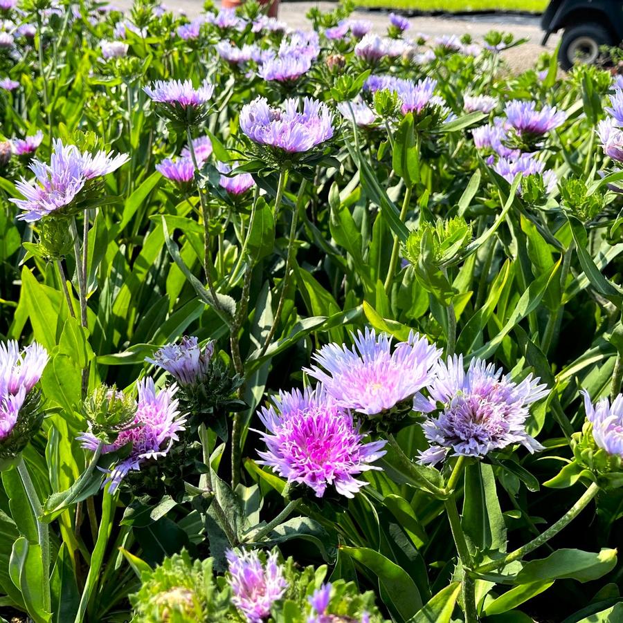 Stokesia laevis - Stokes' Aster from Babikow Wholesale Nursery