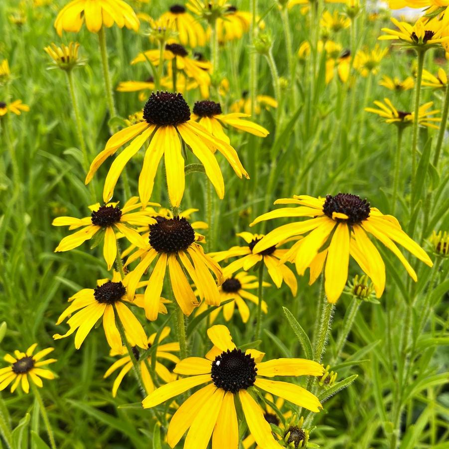 Rudbeckia missouriensis / Missouri Coneflower — City Roots Nursery