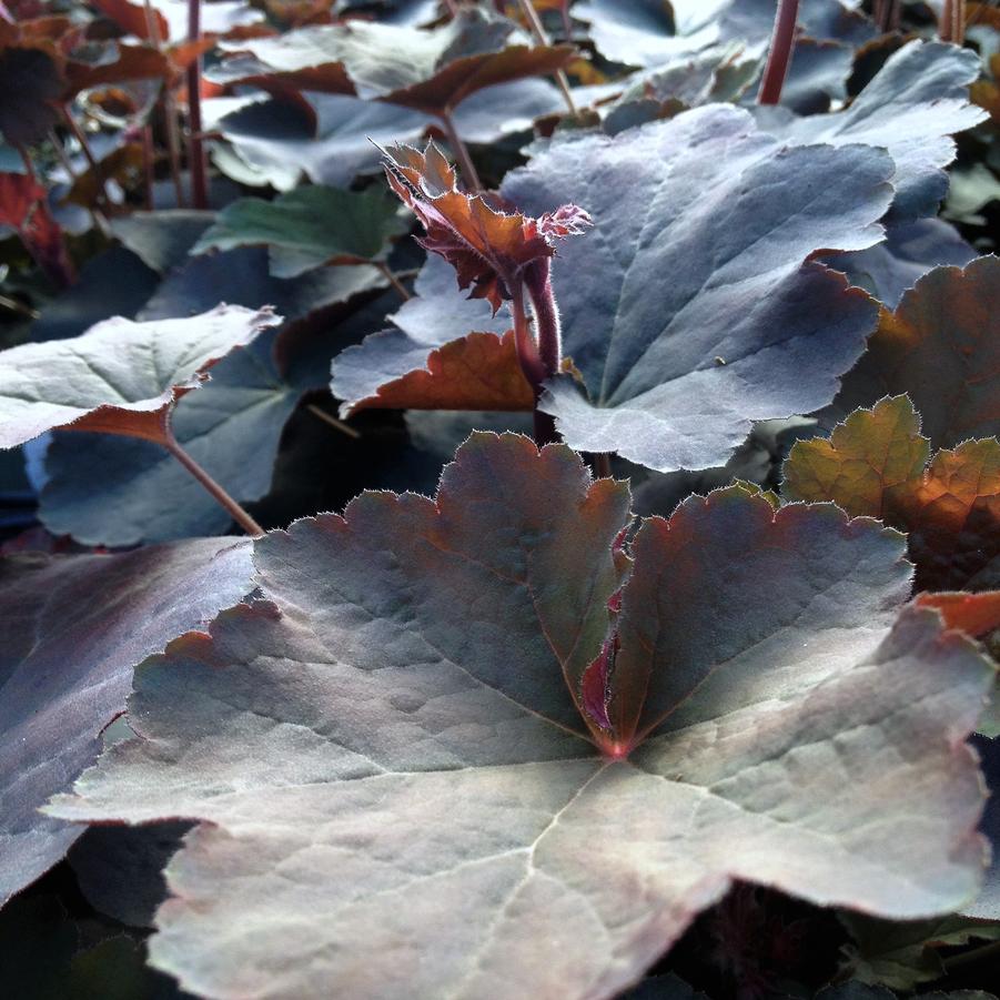 Heuchera vil. 'Mocha' Coral bells from Babikow Wholesale Nursery