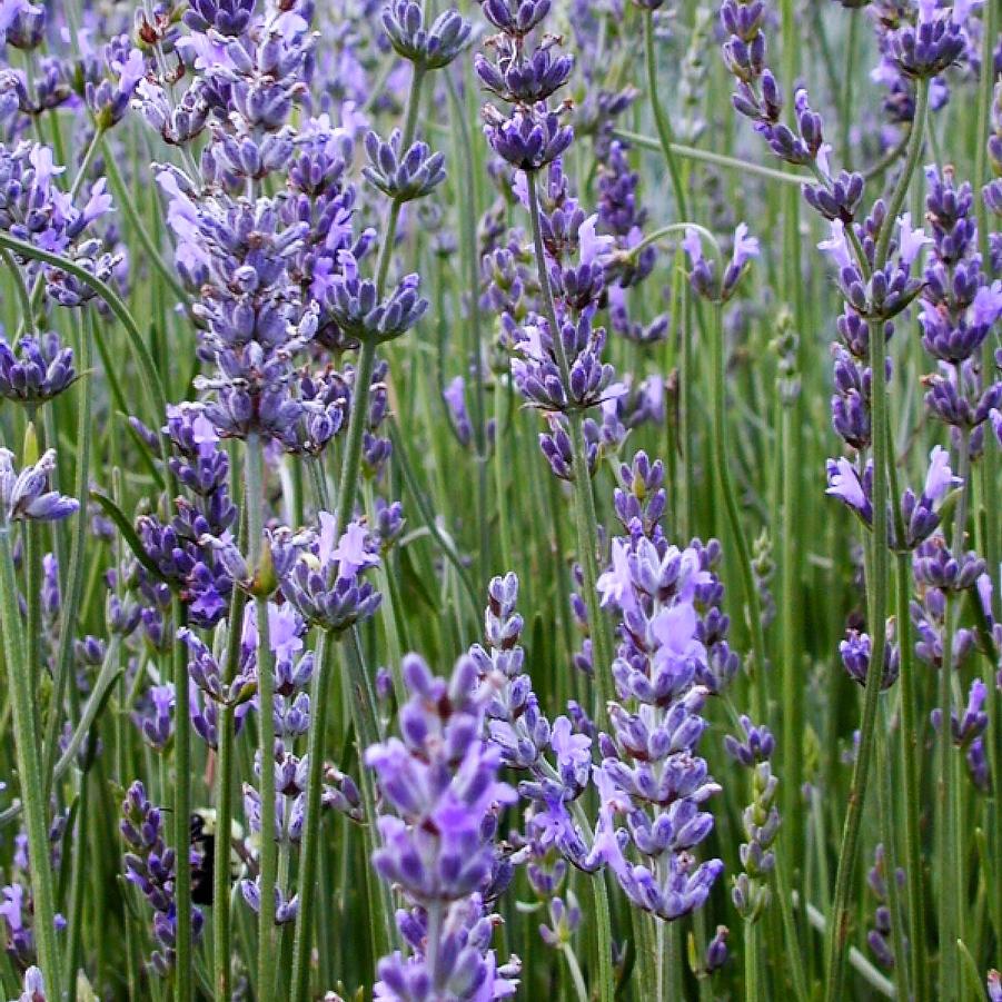 Lavandula int. 'Phenomenal' - Lavender from Babikow Wholesale Nursery