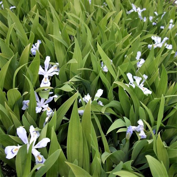 Iris 'Powder Blue Giant' Iris Cristata from Babikow