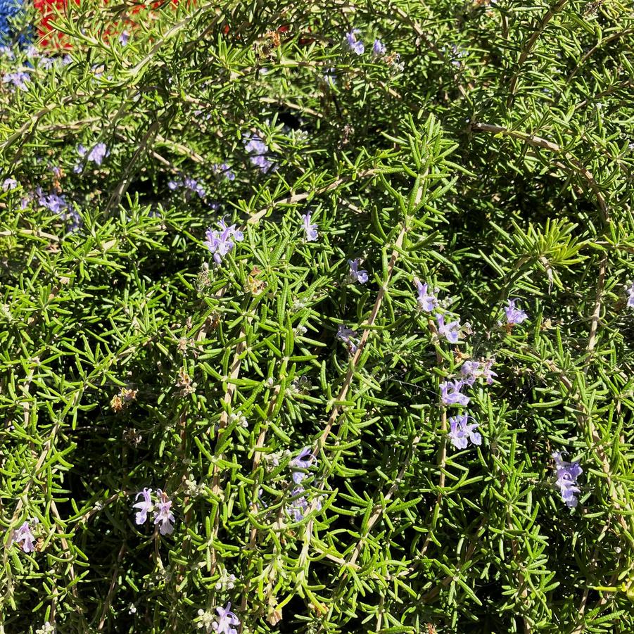 Rosmarinus prostratus - Rosemary from Babikow Wholesale Nursery
