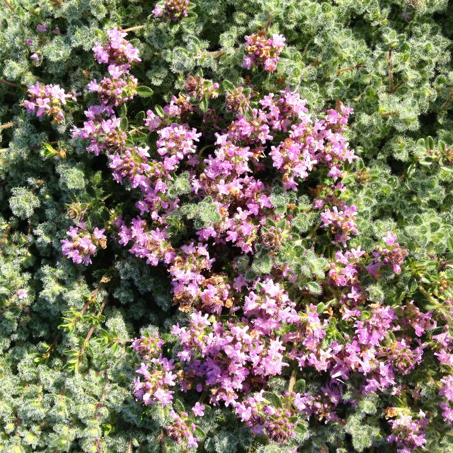 Thymus pseudolanuginosus - Woolly Thyme from Babikow Wholesale Nursery