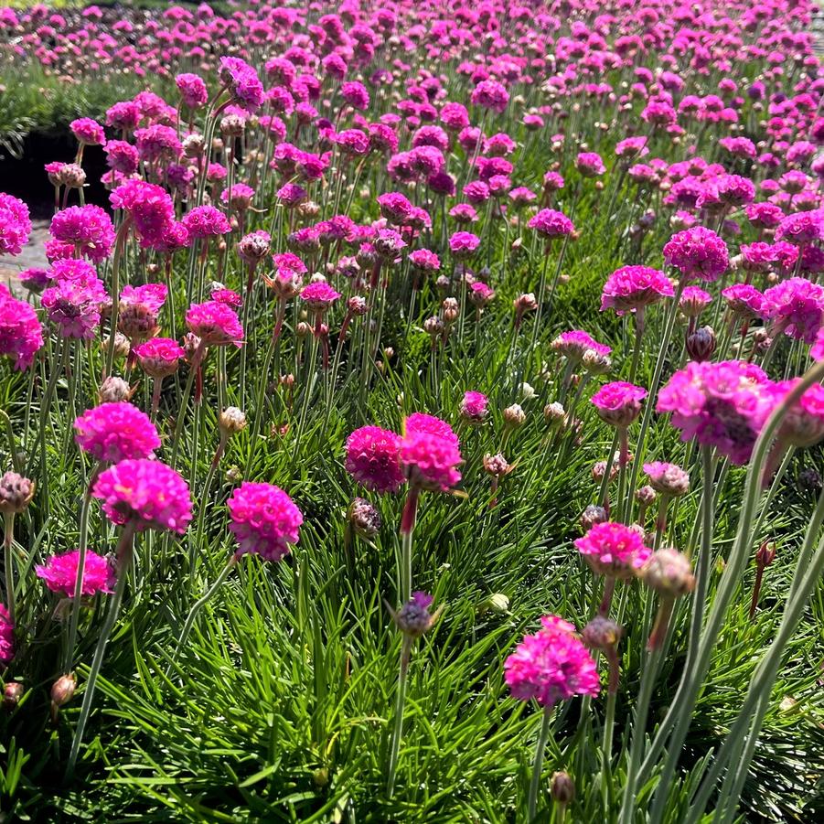 Armeria mar. 'Splendens' - Thrift from Babikow Wholesale Nursery