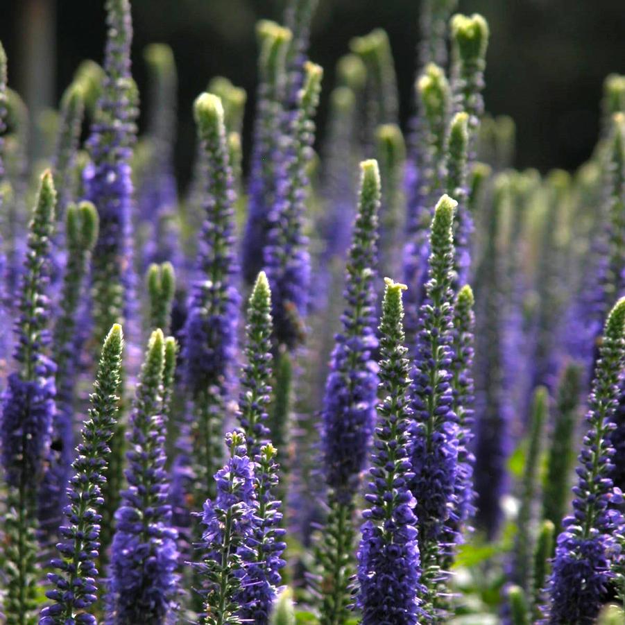 Veronica 'Sunny Border Blue' Speedwell from Babikow Wholesale Nursery