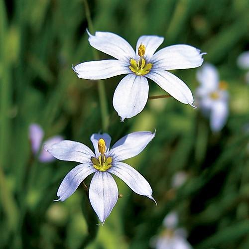 Sisyrinchium ang. 'Suwannee' - Blue Eyed Grass from Babikow Wholesale Nursery