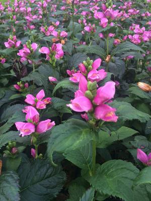 chelone lyo 39 tiny tortuga 39 turtlehead from babikow logging calculator