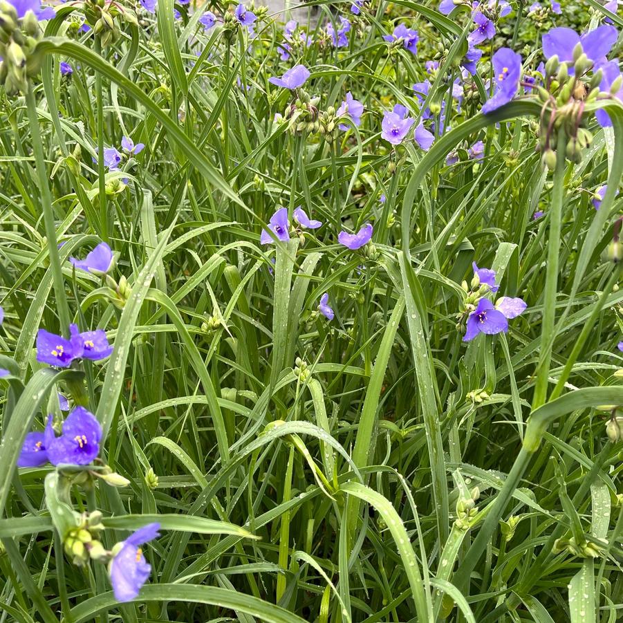 Tradescantia virginiana - Spiderwort from Babikow Wholesale Nursery