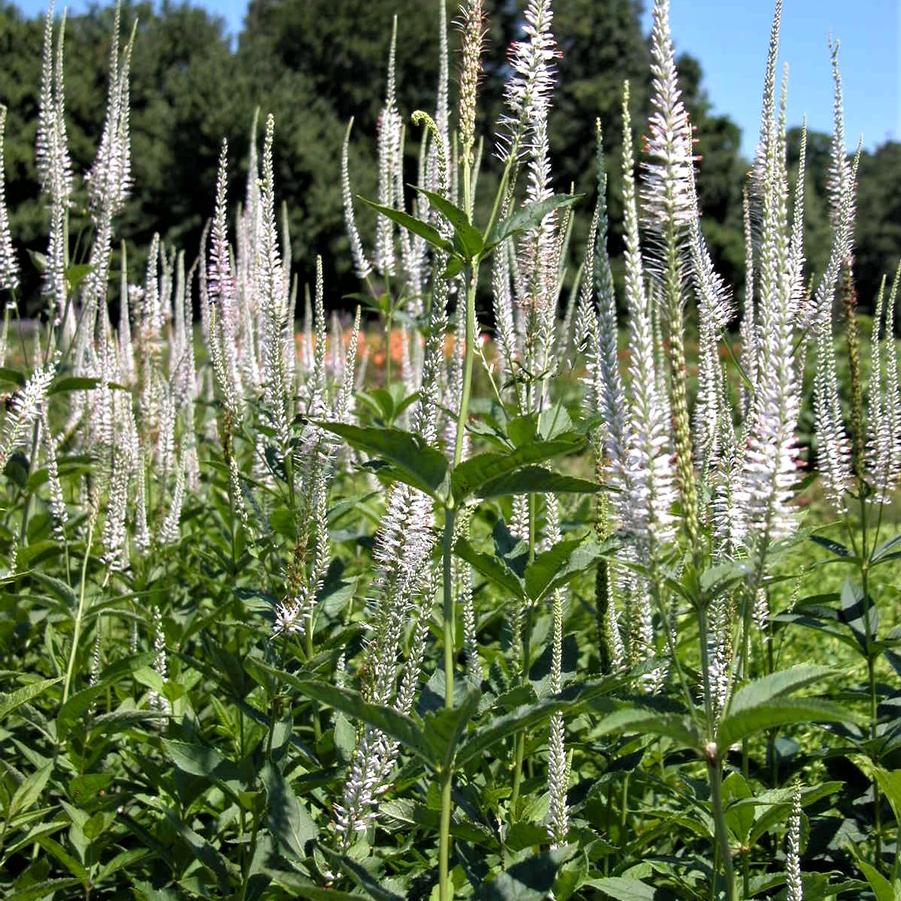 Veronicastrum virginicum - Culvers Root from Babikow Wholesale Nursery