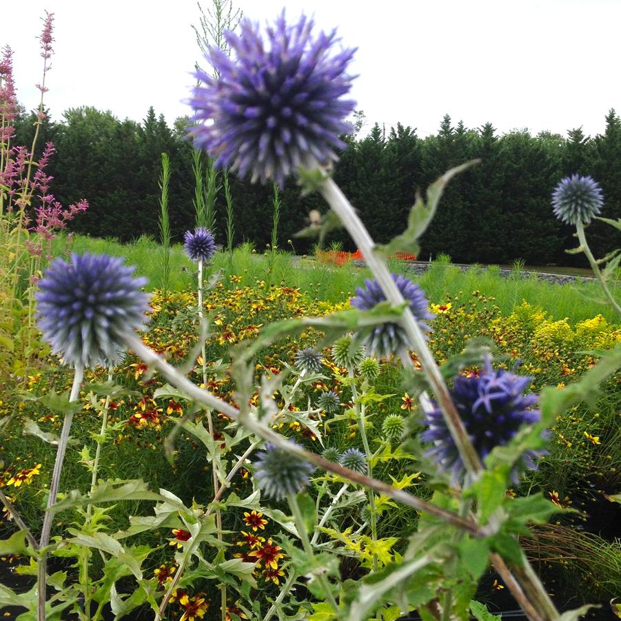 Echinops 'Blue Glow' - Globe Thistle from Babikow Wholesale Nursery