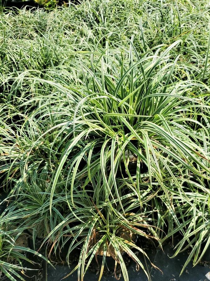 Carex mor. 'Silver Sceptre' - Sedge from Babikow Wholesale Nursery