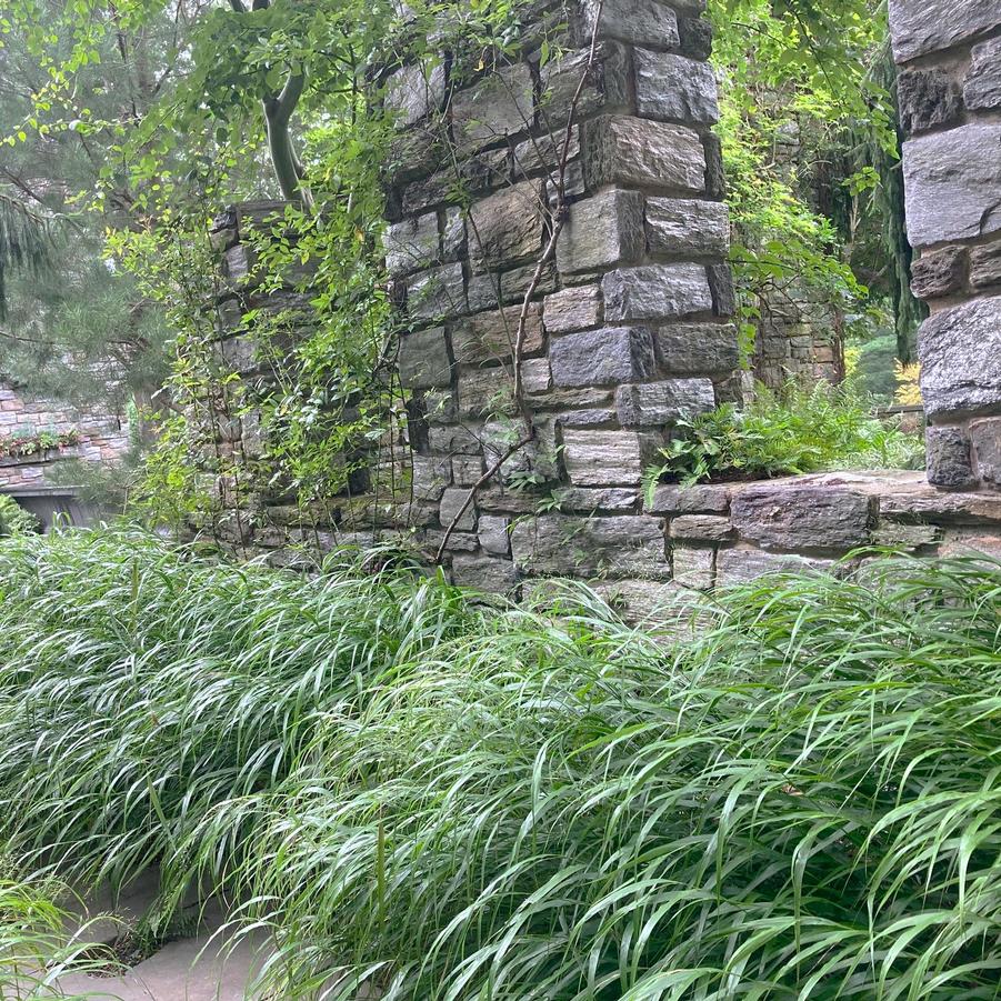 Hakonechloa macra - Japonsese Forest Grass from Babikow Wholesale Nursery