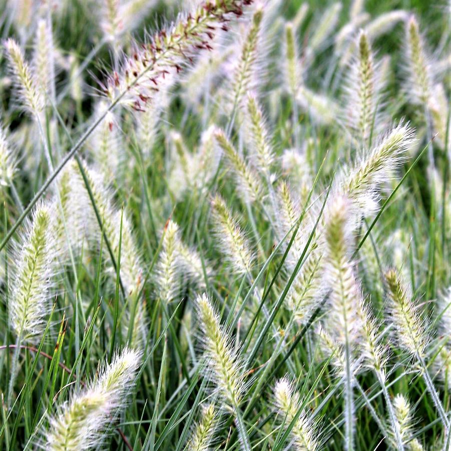 Pennisetum 'Little Bunny' - Miniature Fountain Grass from Babikow Wholesale Nursery