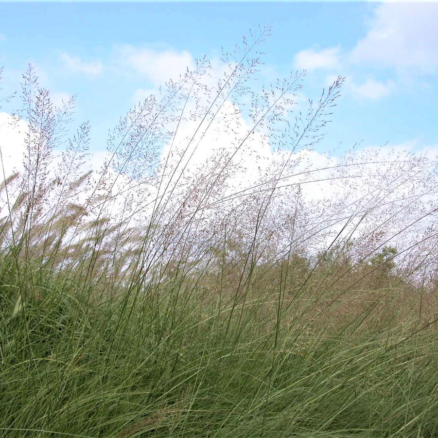 Sporobolus heterolepsis - Prairie dropseed from Babikow Wholesale Nursery