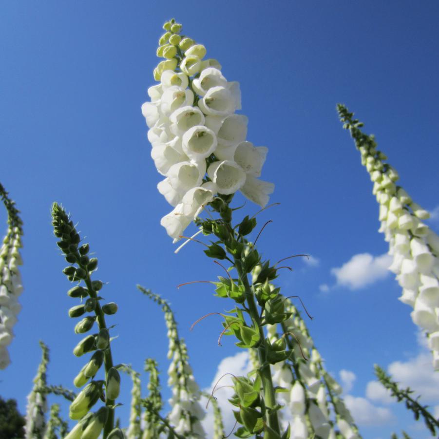 Digitalis pur. 'Alba' - Foxglove from Babikow Wholesale Nursery