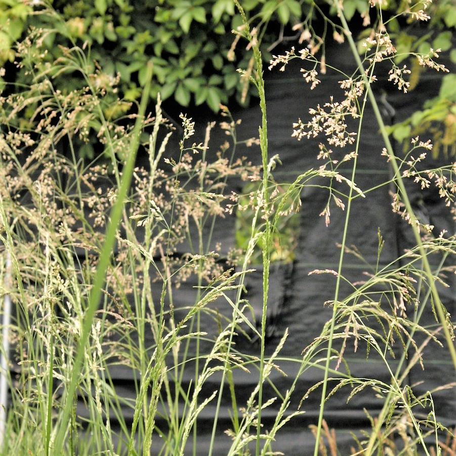 Deschampsia caespitosa - Tufted Hair Grass from Babikow Wholesale Nursery