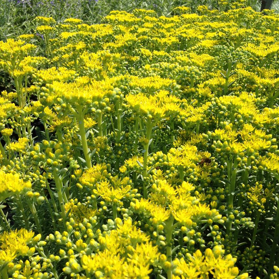 Sedum ref. 'Blue Spruce' - Stonecrop from Babikow Wholesale Nursery