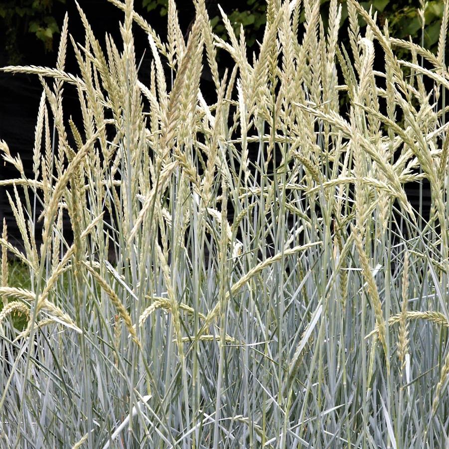 Leymus 'Blue Dune' - Blue Lyme Grass from Babikow Wholesale Nursery