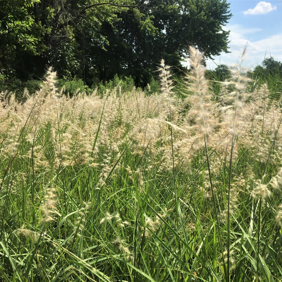 Pennisetum orientale - Orientale Fountain Grass from Babikow Wholesale Nursery