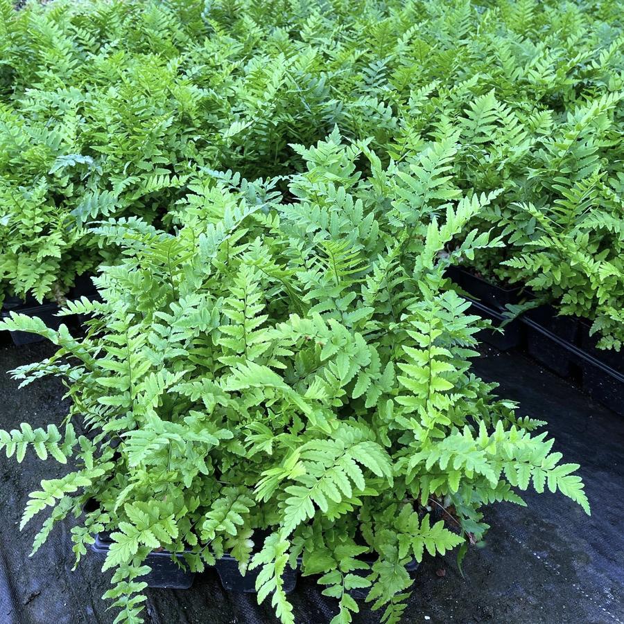 Dryopteris atrata - Shaggy Shield fern from Babikow Wholesale Nursery