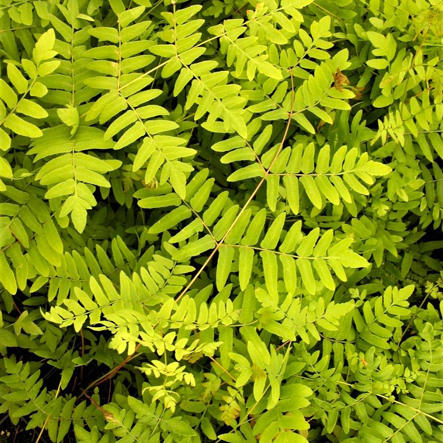 Osmunda regalis - Royal fern from Babikow Wholesale Nursery