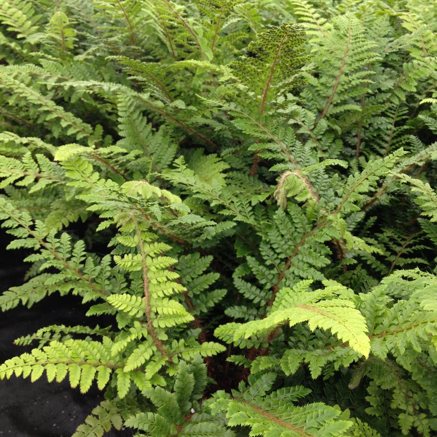 Polystichum polyblepharum - Tassel fern from Babikow Wholesale Nursery
