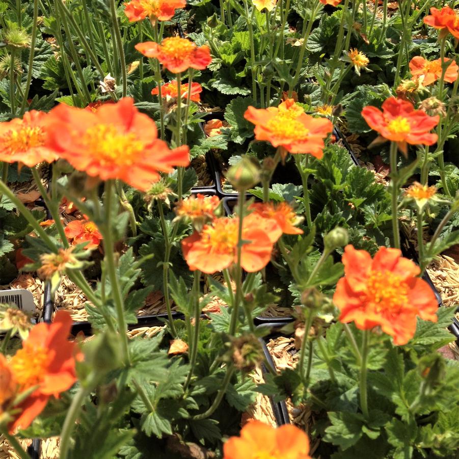 Geum coc. 'Borisii' - Avens from Babikow Wholesale Nursery