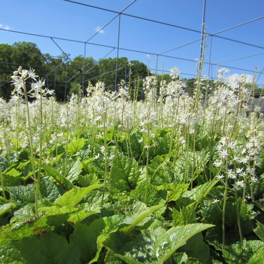 Tiarella cor. 'Brandywine' - Foamflower from Babikow Wholesale Nursery