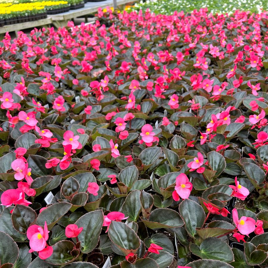 Begonia Big Rose with Bronze Leaf
