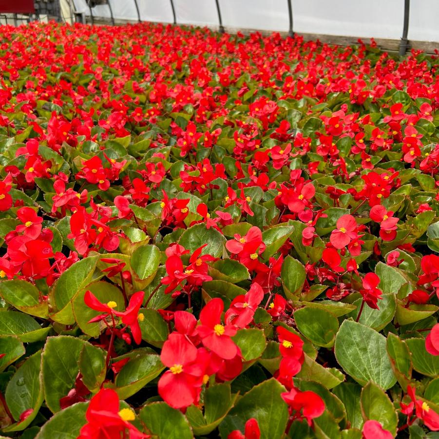 Begonia Big Red with Green Leaf