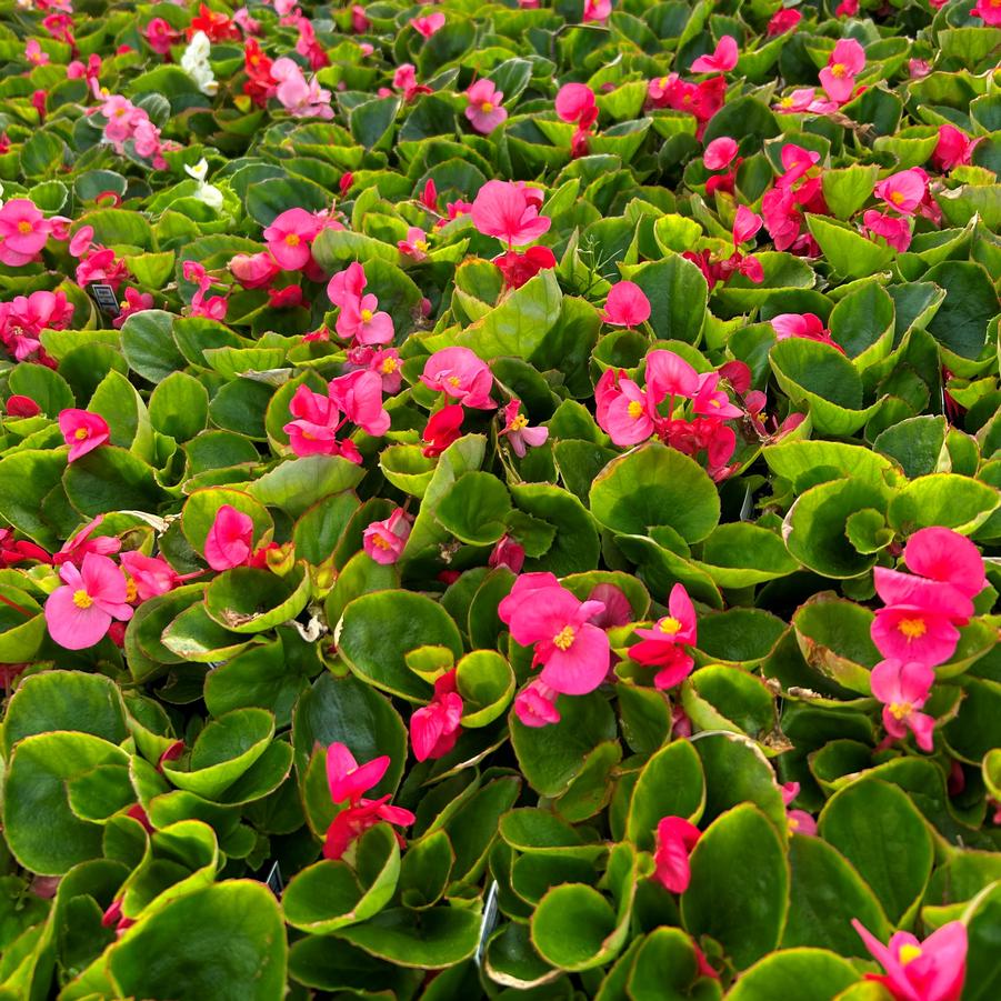 Begonia Super Olympia Rose