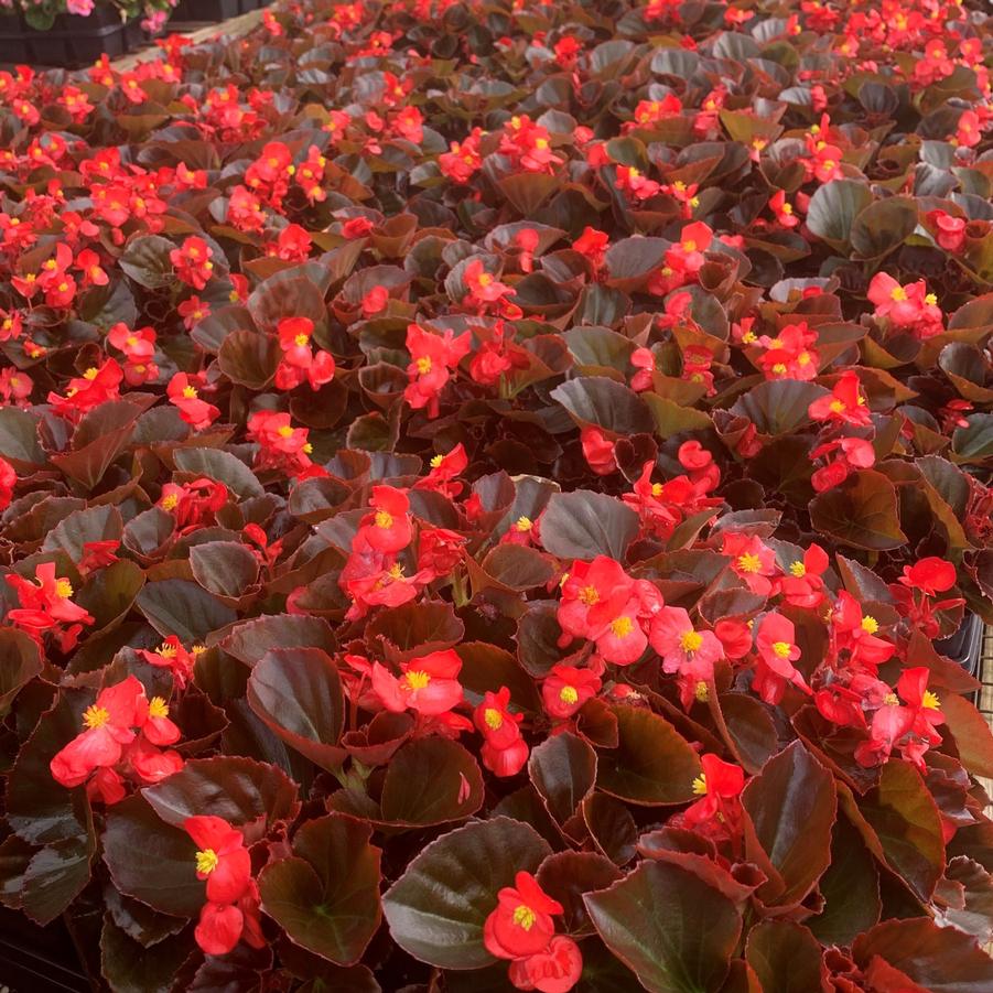 Begonia Cocktail Vodka