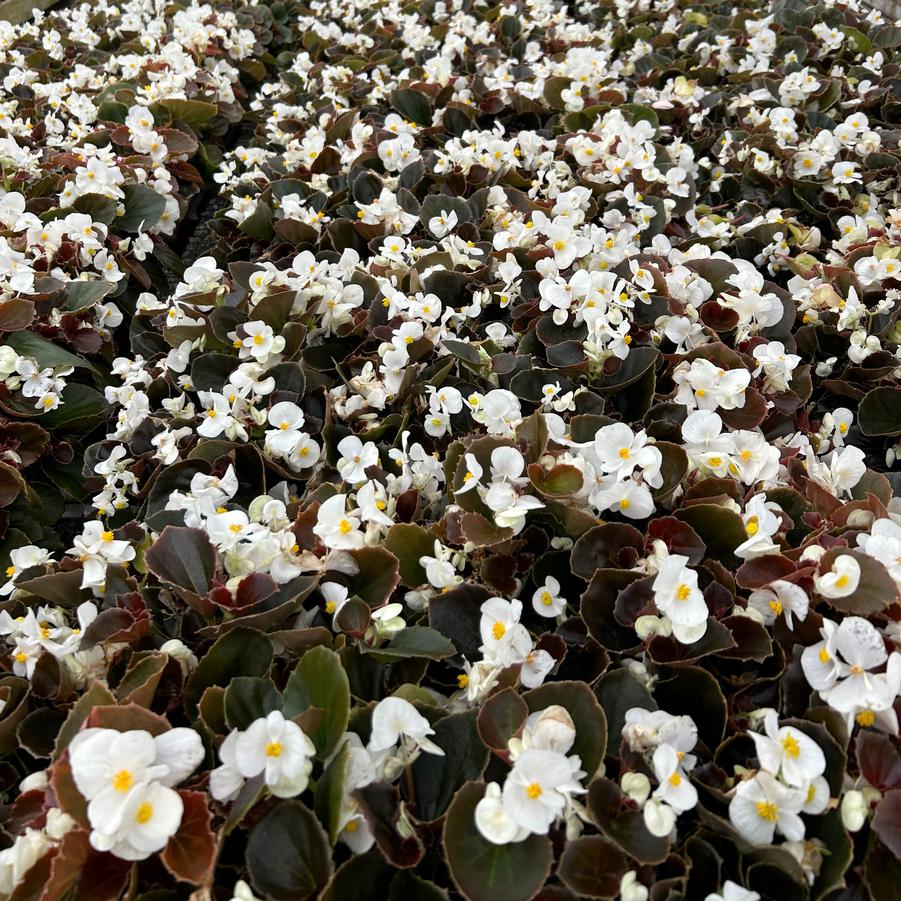 Begonia Cocktail 'Whiskey' - Begonia from Babikow Wholesale Nursery