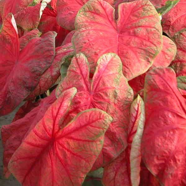 Caladium 'Postman Joyner' - from Babikow