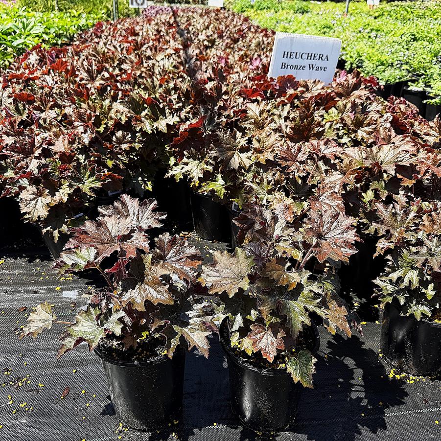 Heuchera vil. 'Bronze Wave' - Coral Bells from Babikow Wholesale Nursery