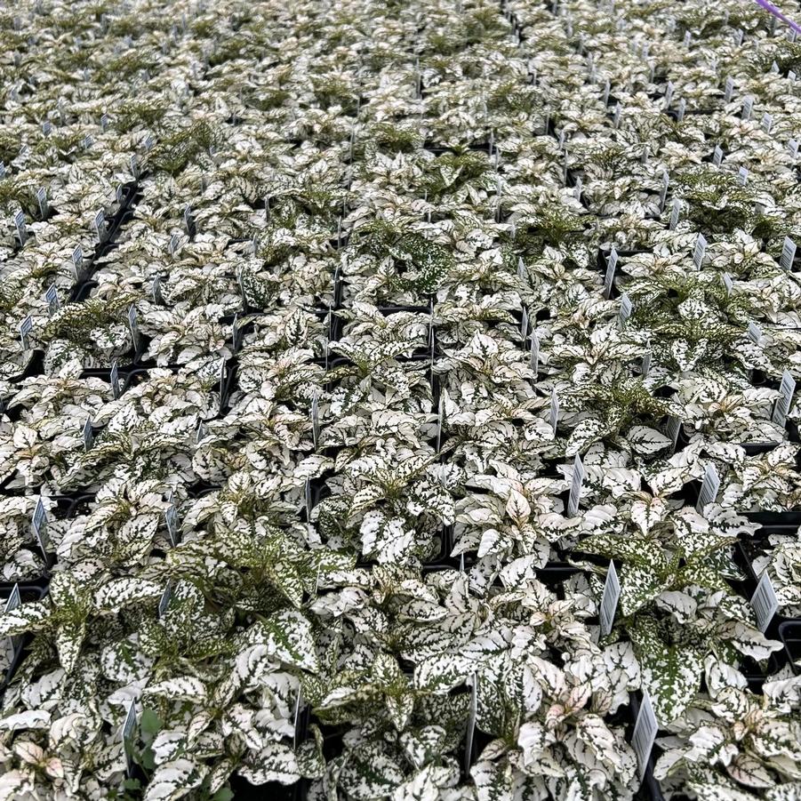 Hypoestes Splash Select 'White' - Polka Dot Plant from Babikow Wholesale Nursery