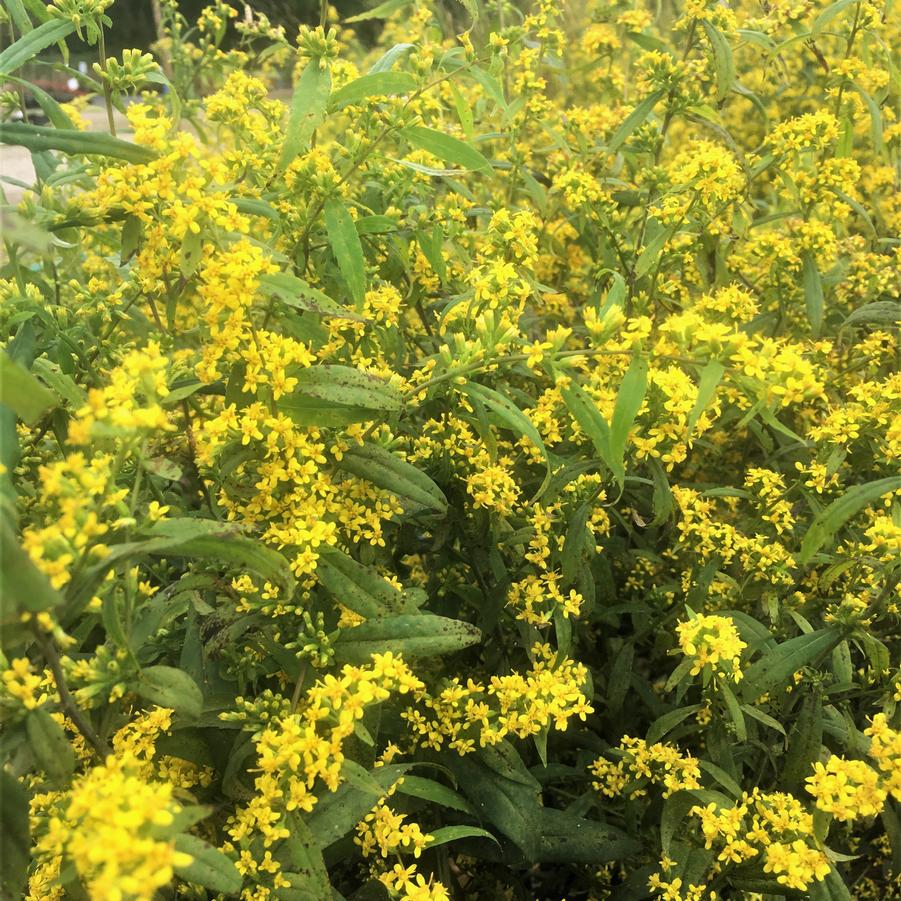 Solidago caesia - Goldenrod from Babikow Wholesale Nursery