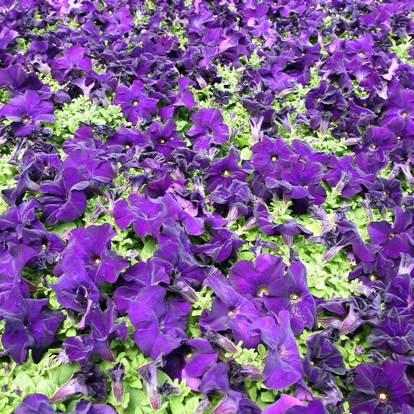 Petunia Dreams Dreams 'Midnight' - from Babikow