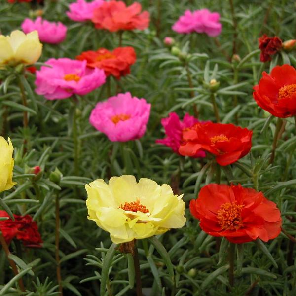 Portulaca 'Happy Trails Mix' Moss Rose from Babikow