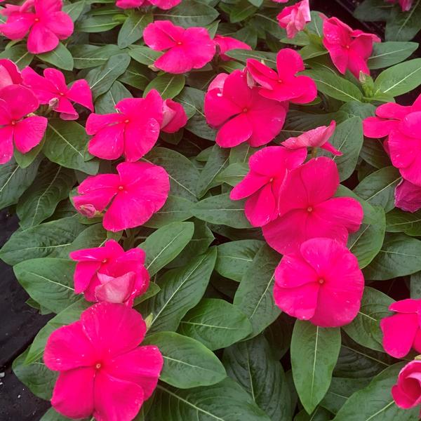 Vinca Titan Titan 'Punch' - from Babikow