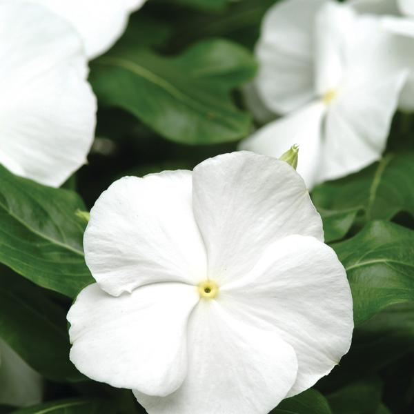 Vinca Titan Titan 'Pure White' - from Babikow