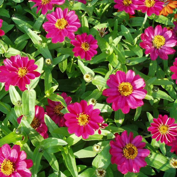 Zinnia Profusion Profusion 'Cherry' - from Babikow