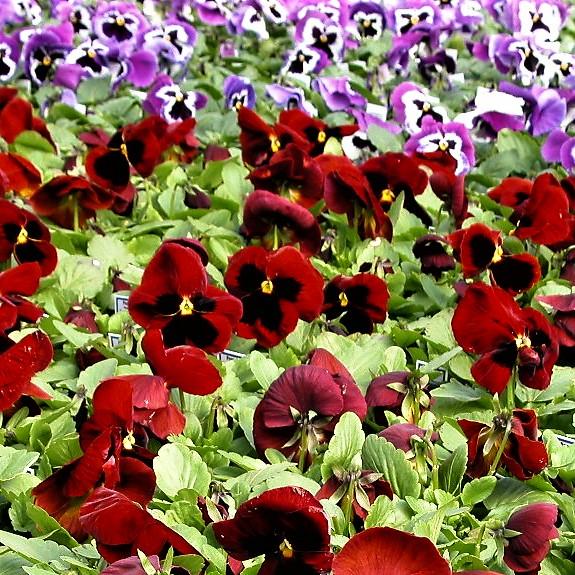 Pansy Matrix 'Red Blotch' from Babikow Wholesale Nursery