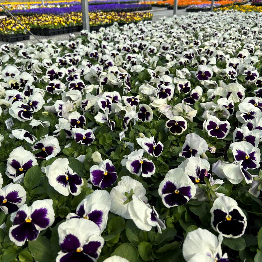 Pansy Matrix White Blotch